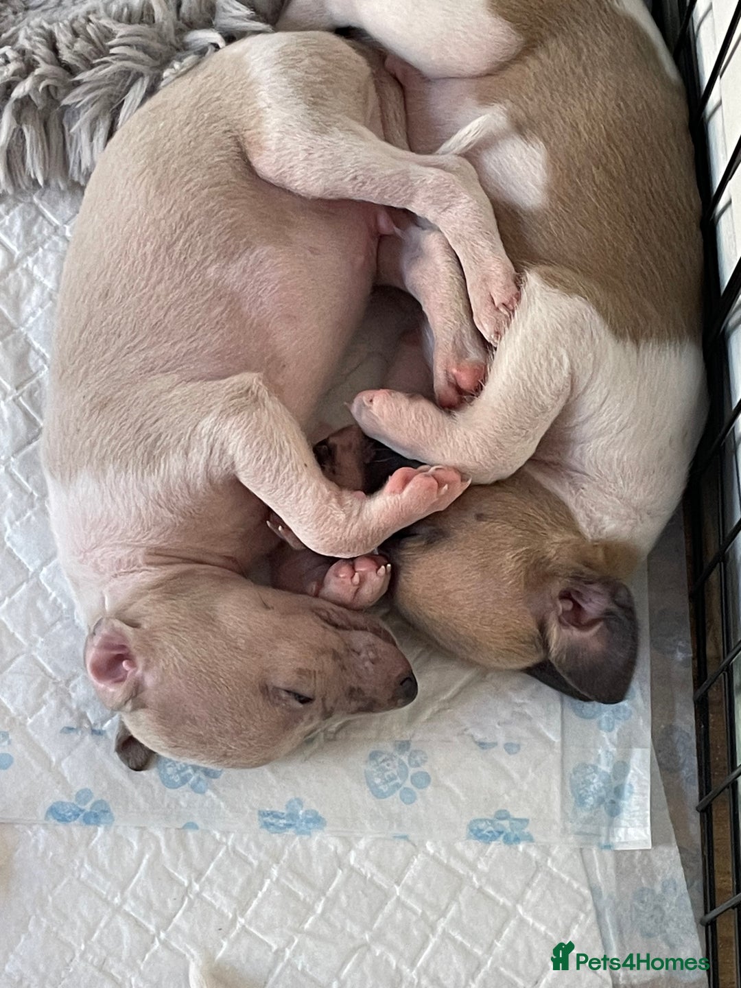 Whippet dogs for sale: Whippet pups  - Image 10