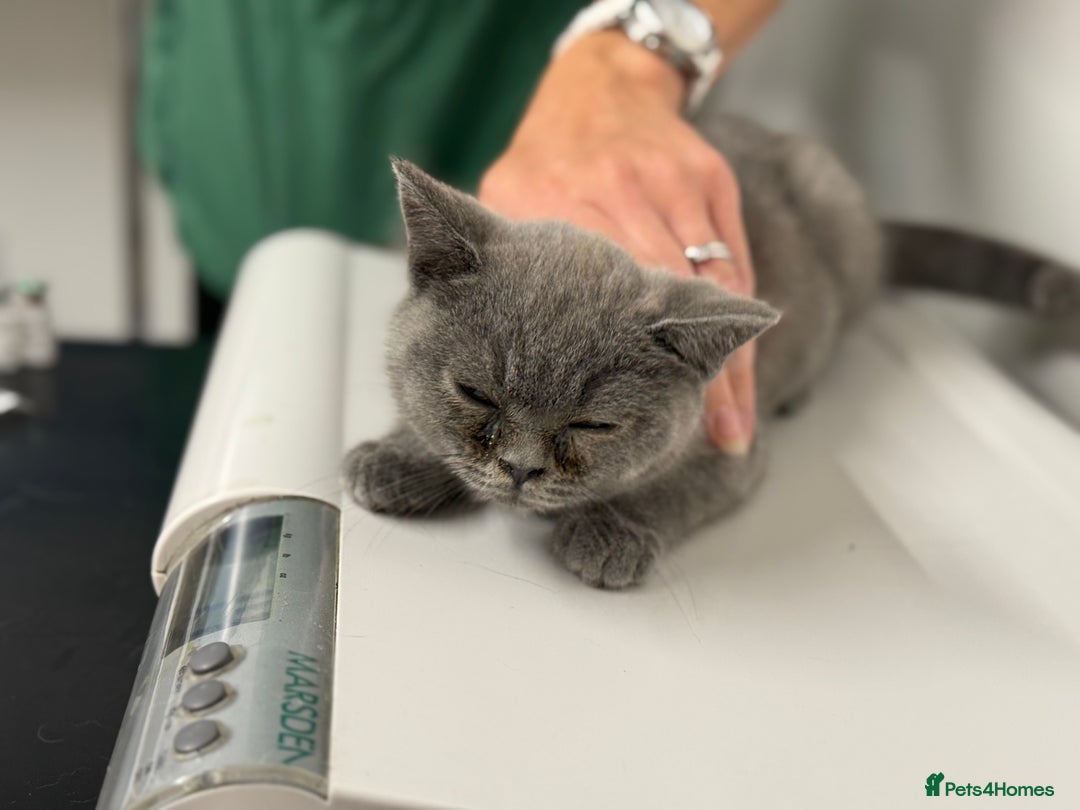 British Shorthair cats for sale: 🏡 Vaccinated Bsh kittens - GCCF parents - Image 21