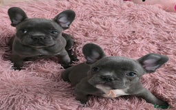 French Bulldog dogs for sale: Ready now Beautiful French bulldog puppies - Image 6