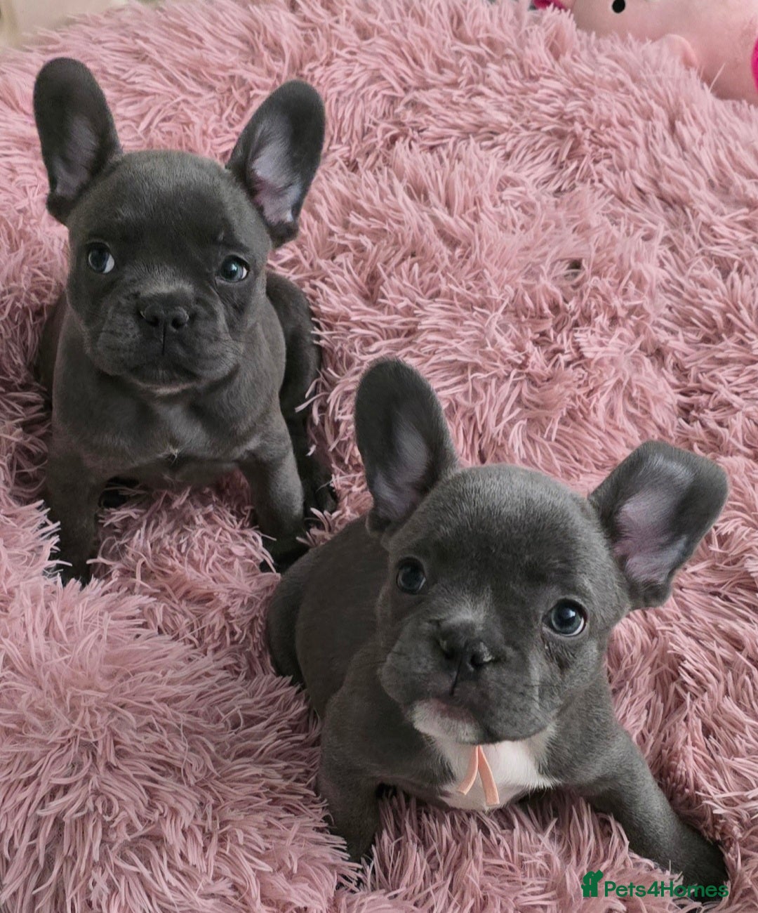 French Bulldog dogs for sale: Ready now Beautiful French bulldog puppies - Image 6