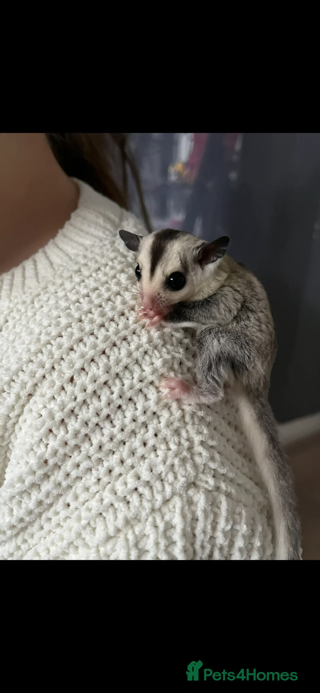 Sugar Glider rodents for sale: White Face 12 week old boys Ready to leave  - Advert 1