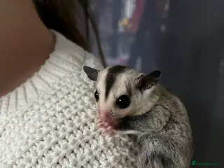 Sugar Glider rodents White Face 12 week old boys Ready to leave - Advert 2