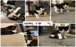 British Shorthair cats for sale: ✨4 BEAUTIFUL KITTENS✨ - Image 1
