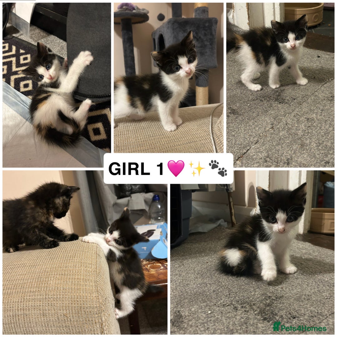 British Shorthair cats for sale: ✨4 BEAUTIFUL KITTENS✨ - Image 1