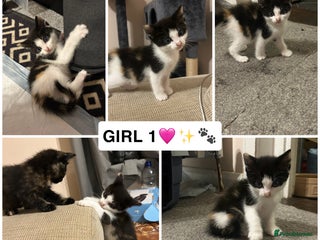 British Shorthair cats - Advert 8