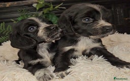 Cocker Spaniel dogs for sale: Exceptional Pedigree Show Type English Cockers  - Image 13