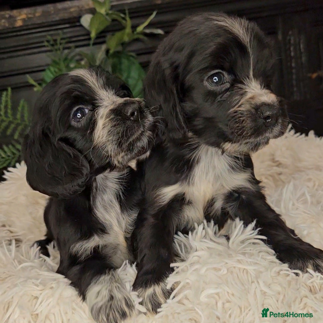 Cocker Spaniel dogs for sale: Exceptional Pedigree Show Type English Cockers  - Image 13