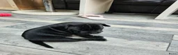 Staffordshire Bull Terrier dogs for sale: Stunning kc reg staffs in Ramsgate - Advert 4