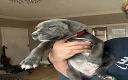 Mixed Breed dogs for sale: Staff x cane corso merle and grey pups for sale  - Image 12