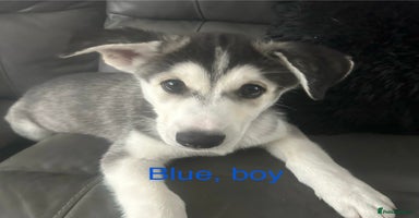 Siberian Husky dogs - Advert 5
