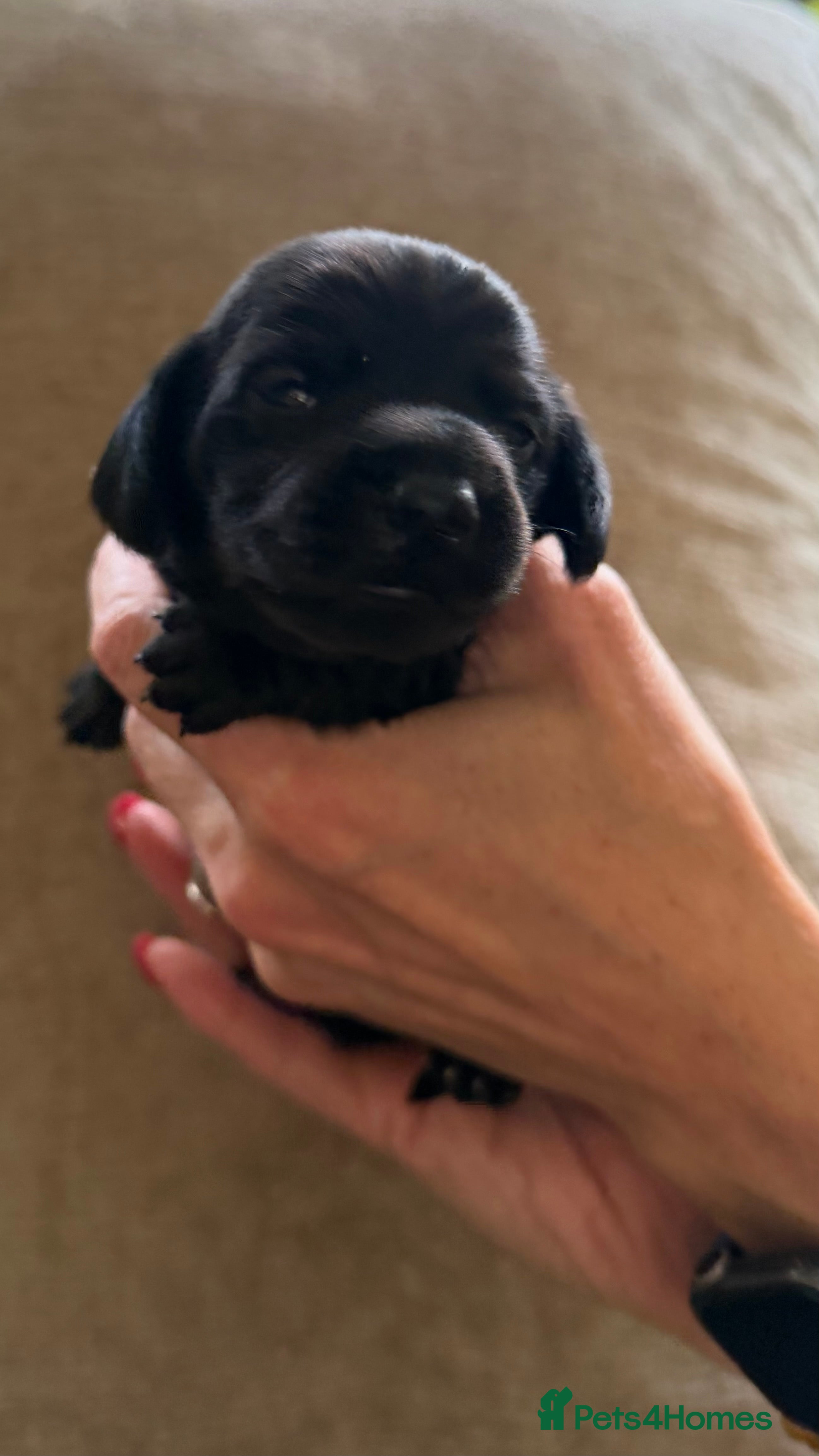 Miniature Dachshund dogs Rare Solid Blue & Solid Black KC Reg Mini Daxies - Advert 2