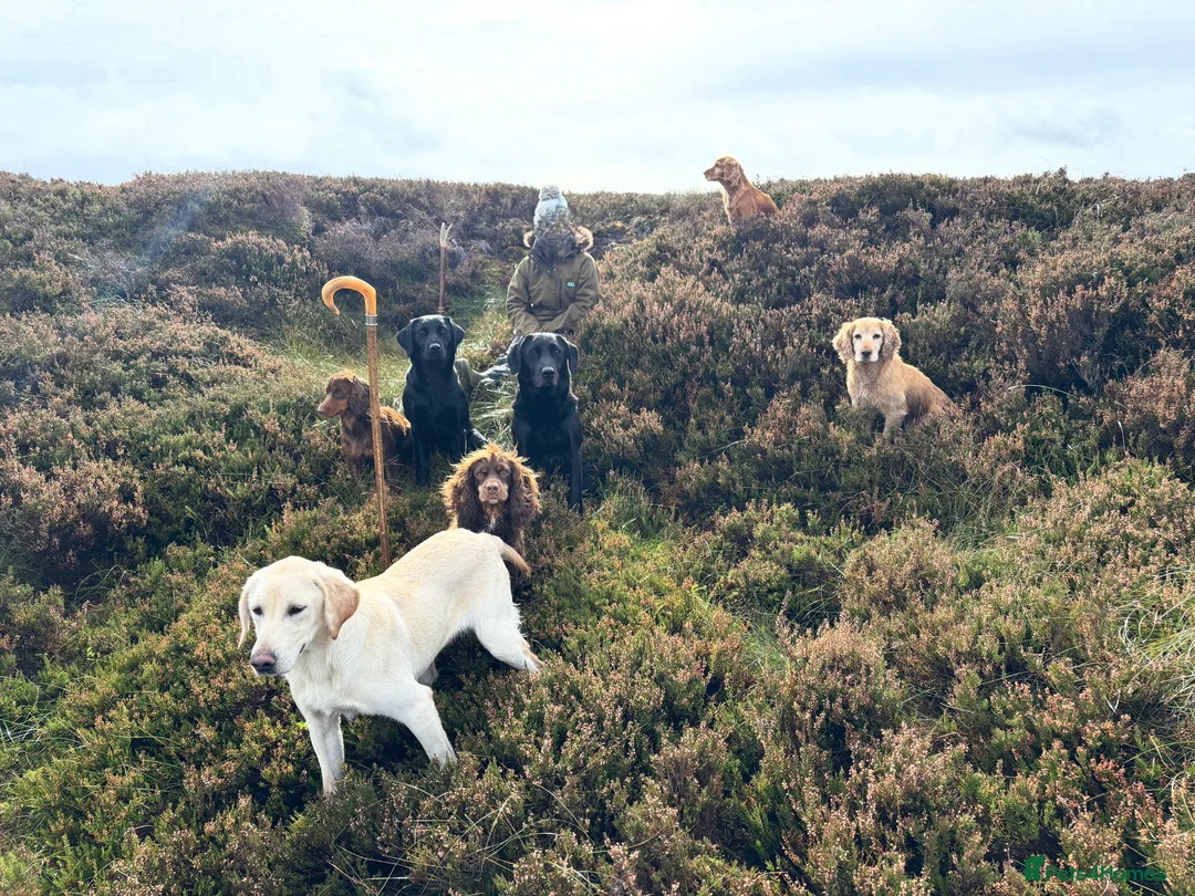 Labrador Retriever dogs for sale: Yellow Labrador Bitch Exceptional Working Pedigree - Advert 9