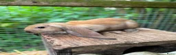 English Lop rabbits for sale: English lop kit available in Bath - Advert 2