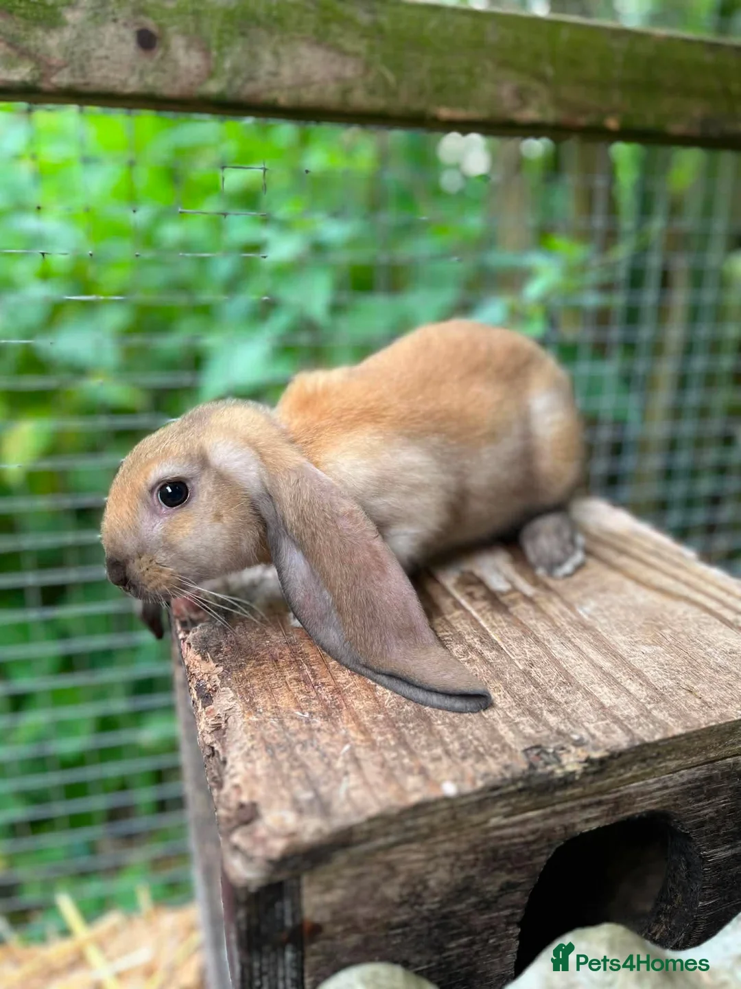 English Lop rabbits for sale: English lop kit available in Bath - Advert 2
