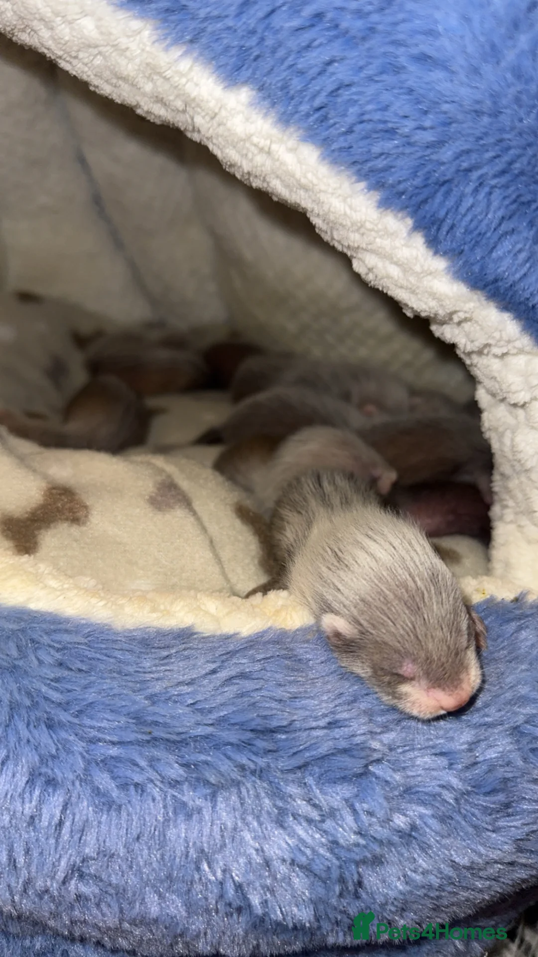 Ferret rodents for sale: ferret kits  - Advert 3