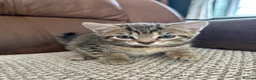 Mixed Breed cats for sale: 4 Beautiful Mixed Breed Kittens.  - Advert 3