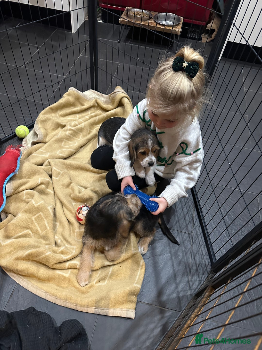 Mixed Breed dogs for sale: Beautiful Beagle X Cavapoo Puppies.  - Advert 20