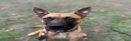 Mixed Breed dogs for sale: Zafina 11 m staffy cross Mali  - Advert 3
