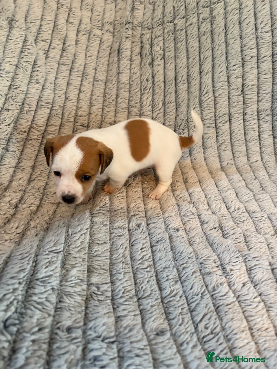 Jack Russell dogs for sale: Jack Russell puppies for sale - Advert 5