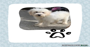 Cockapoo dogs - Advert 1