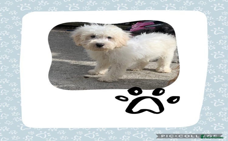 Cockapoo dogs - Advert 14
