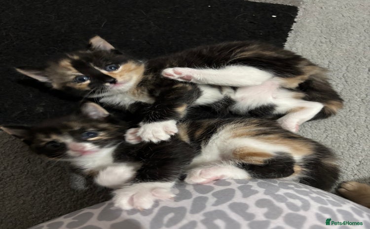 Domestic Shorthair cats - Advert 2