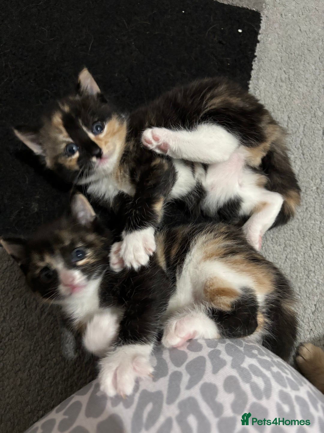 Domestic Shorthair cats for sale: Cat girls - Image 1