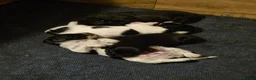Sprocker dogs for sale: Sprocker puppies for sale  in Holyhead - Advert 10