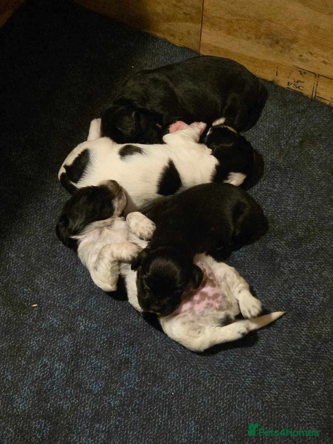 Sprocker dogs for sale: Sprocker puppies for sale  in Holyhead - Advert 10