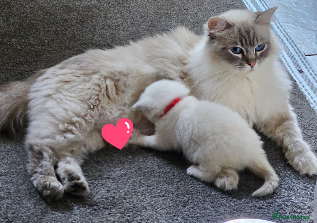 Ragdoll cats for sale: Lilac lynx ragdoll so special - Image 13