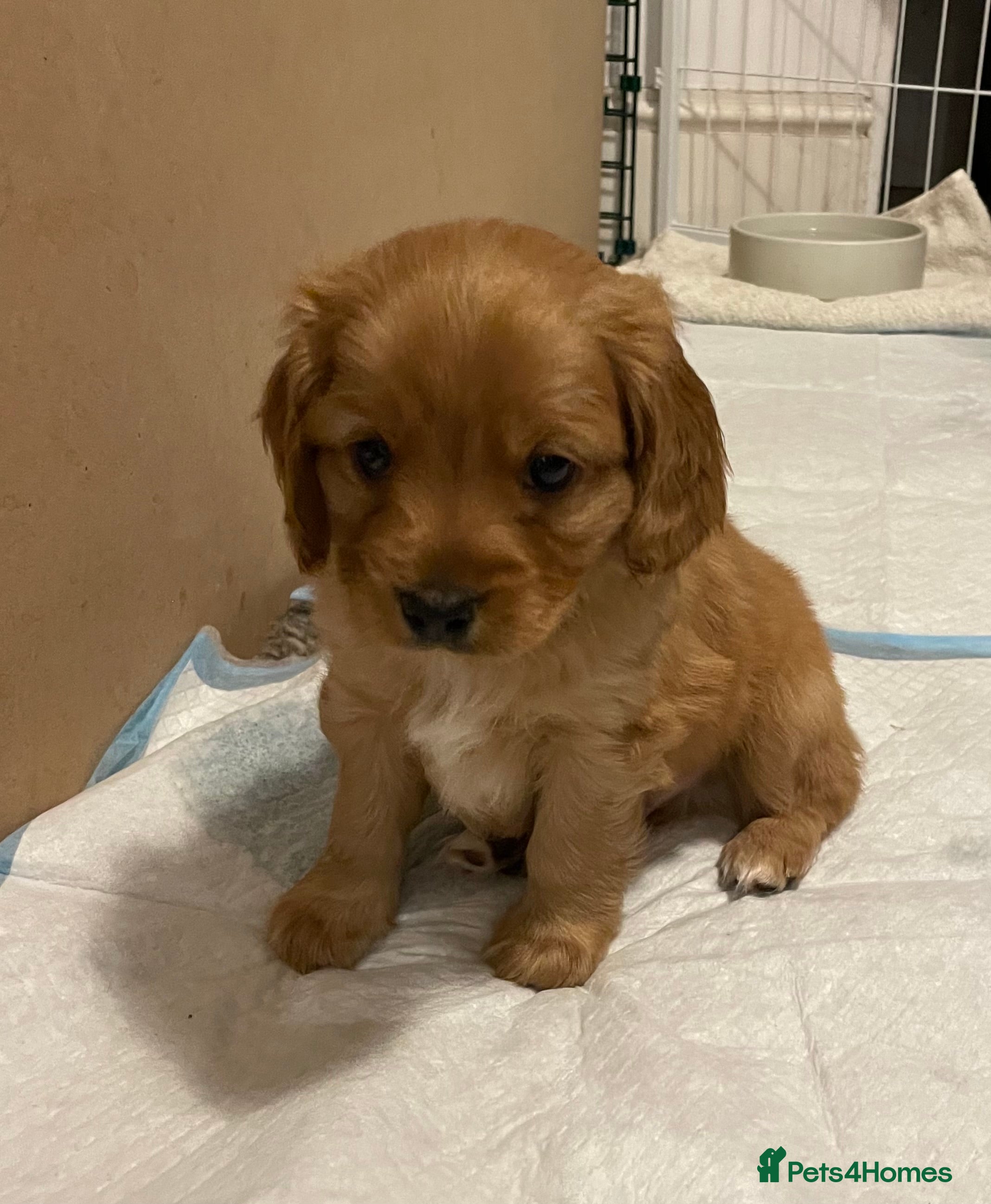 Cavapoo dogs Exceptional Cavapoo Puppies - Ruby & Apricot - Advert 2