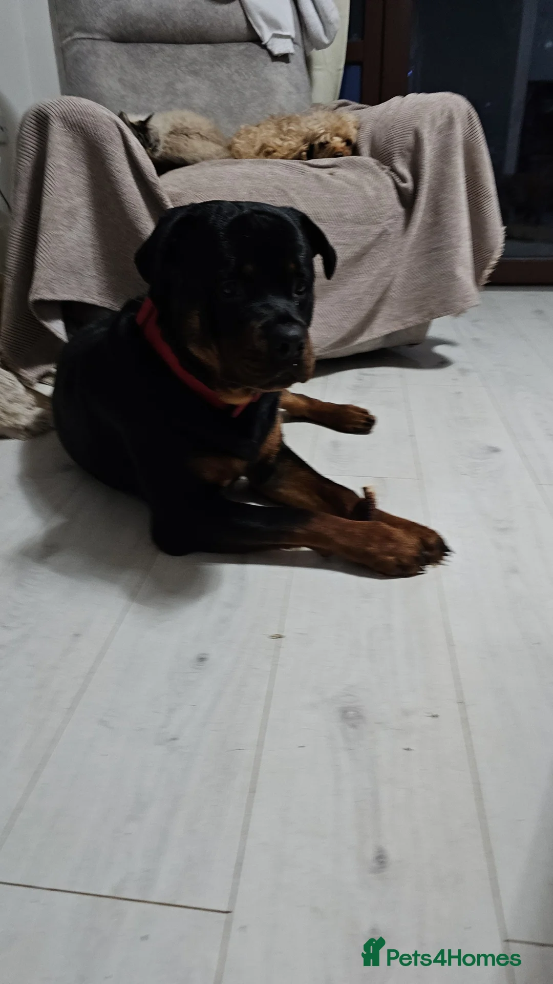 Rottweiler dogs for sale: Superb European Rottweiler  - Advert 8