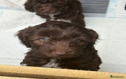 Cockapoo dogs for sale: Beautiful cockapoos  - Image 1
