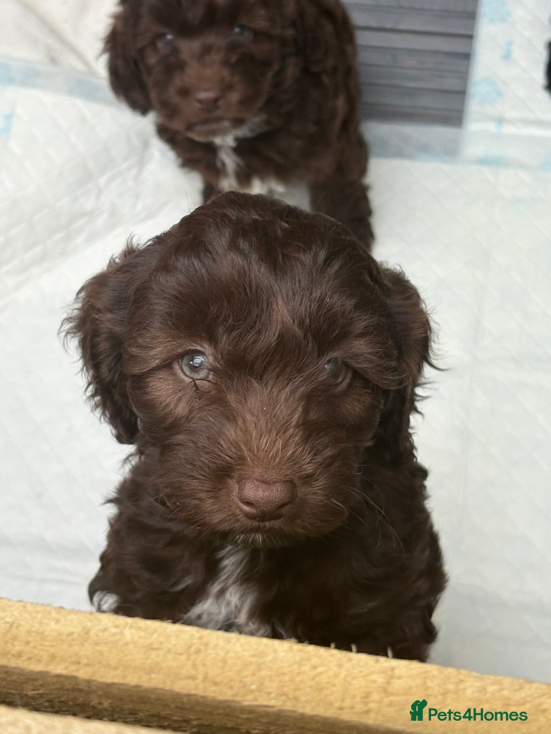 Cockapoo dogs for sale: Beautiful cockapoos  - Image 1