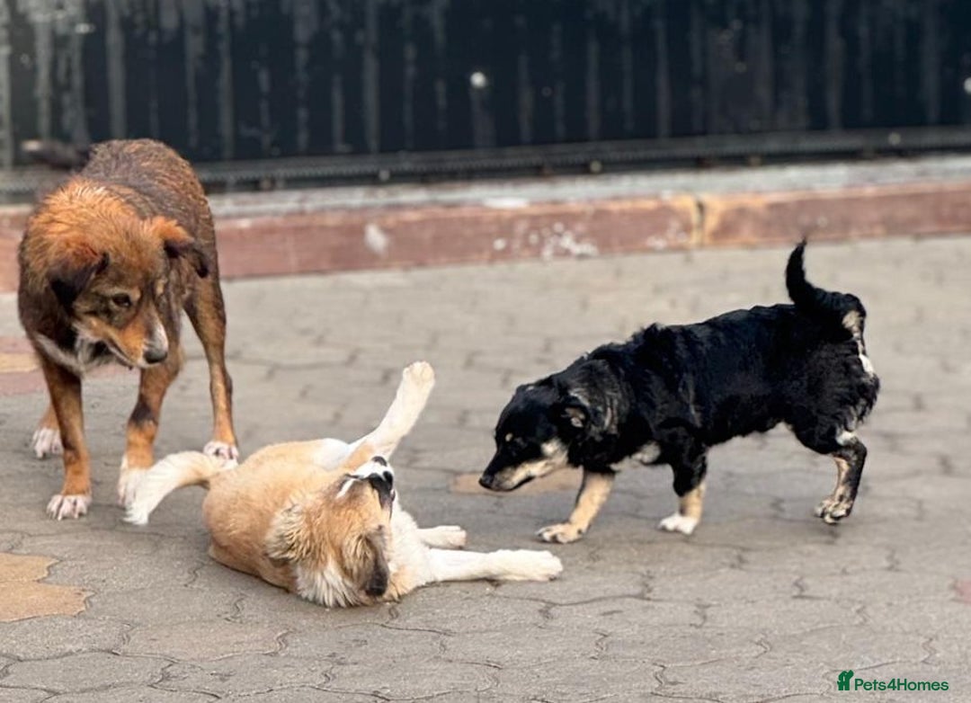 Mixed Breed dogs for adoption: OBI - a Lovely little young boy for a Loving Home - Advert 23