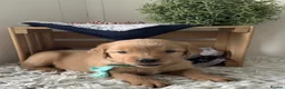 Golden Retriever dogs for sale: Golden Retriever  - Advert 3
