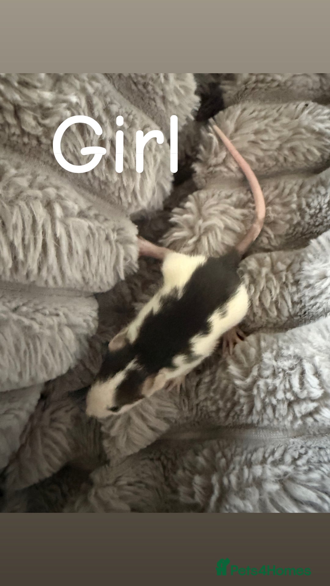 Rat rodents for sale: Baby rats mixed  - Advert 15