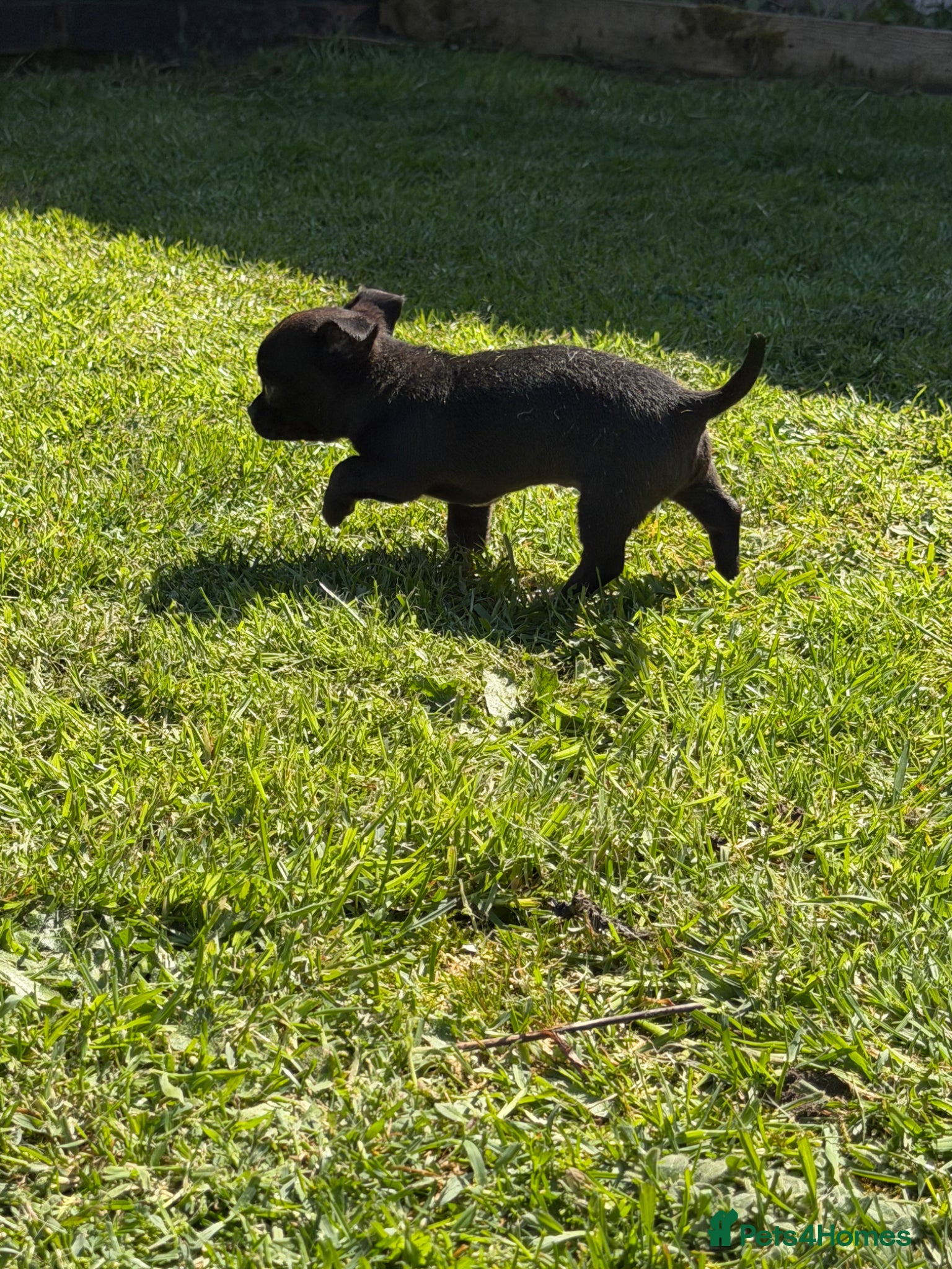 Chihuahua dogs Chihuahua puppy male for sale open to offer  - Advert 6