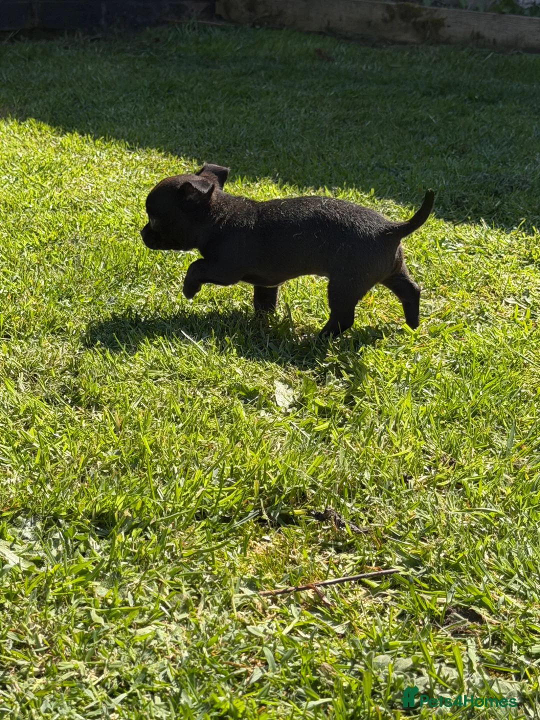 Chihuahua dogs for sale: Chihuahua puppy male for sale  - Advert 2