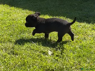 Chihuahua dogs Chihuahua puppy male for sale open to offer - Advert 6
