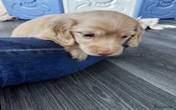 Miniature Dachshund dogs for sale: KC REG PRA CLEAR CREAM LONG HAIRED MINI DACHSHUNDS - Image 17