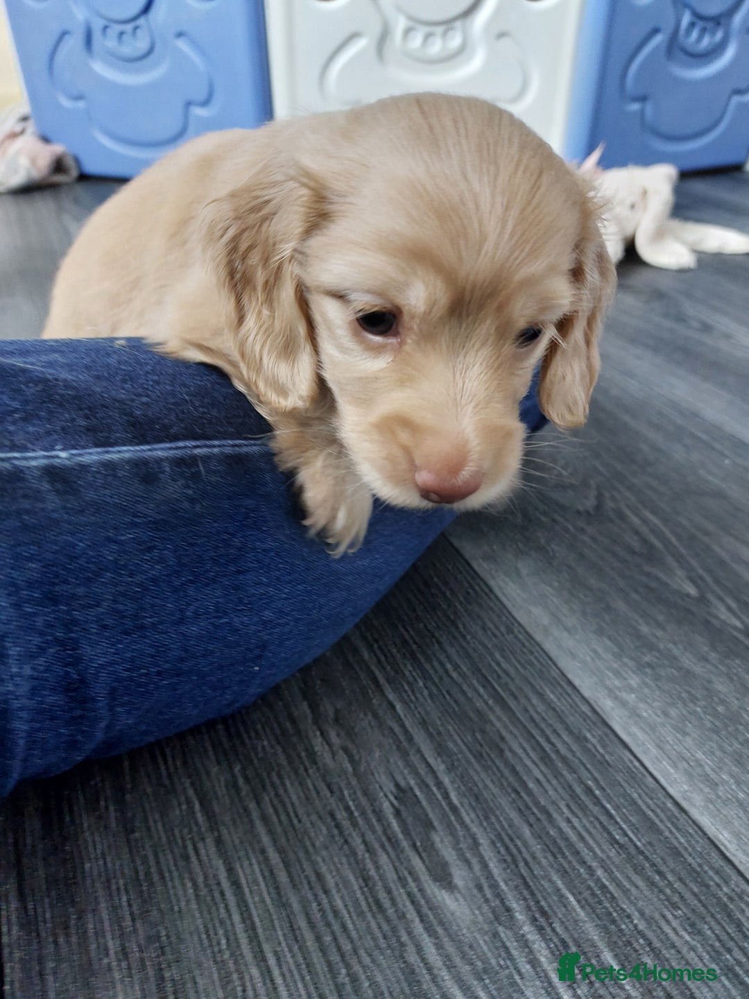 Miniature Dachshund dogs for sale: KC REG PRA CLEAR CREAM LONG HAIRED MINI DACHSHUNDS - Image 17