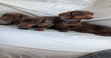 Dachshund dogs - Advert 1