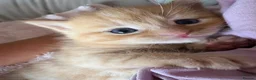 Mixed Breed cats for sale: Beautiful Ginger Kittens  - Advert 16