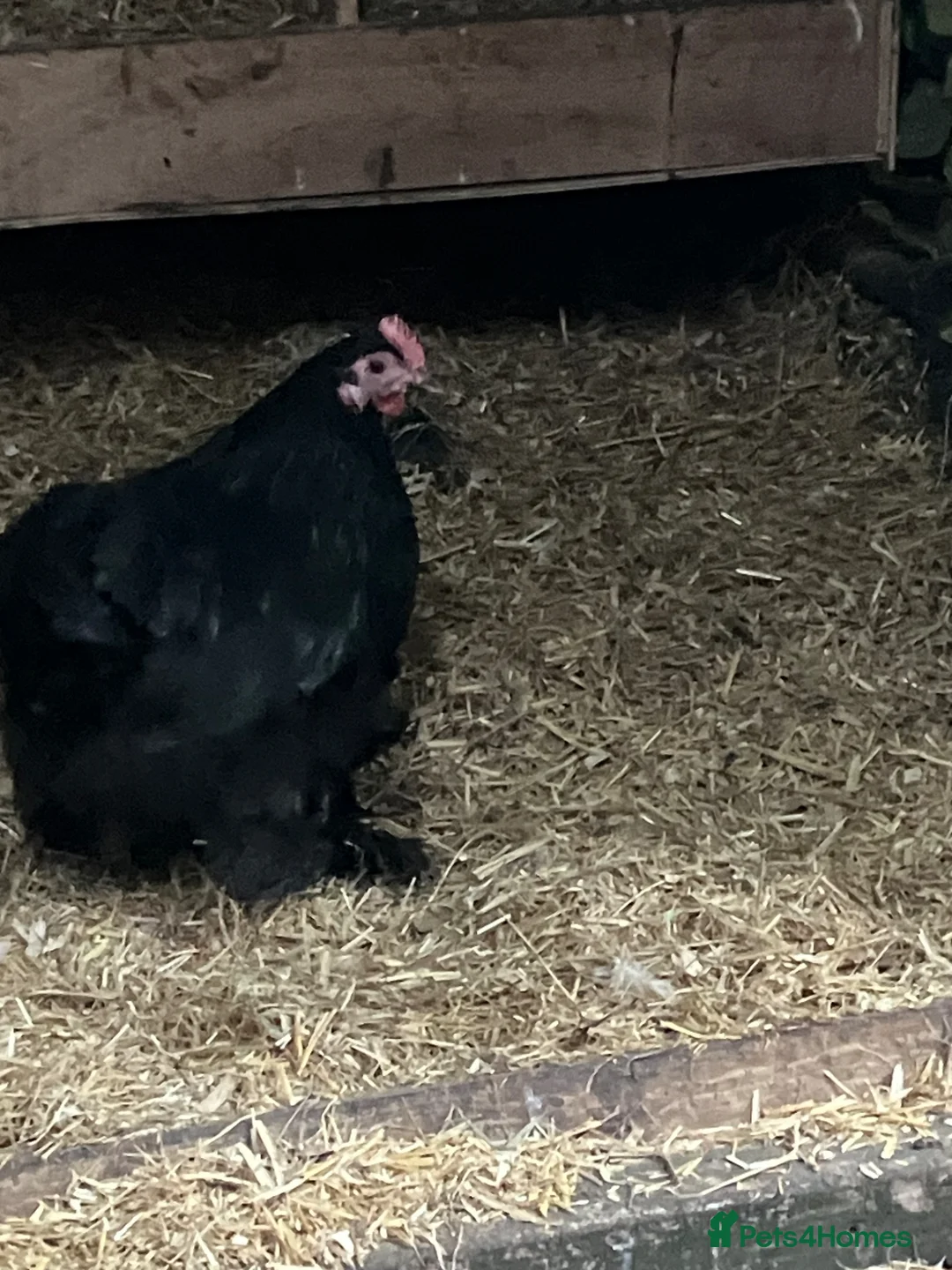 Chickens poultry for sale: Hen Pekin bantam - Advert 2