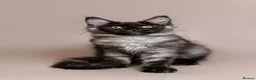 Maine Coon cats for sale: STUNNING GREY MAINCOON KITTEN - Advert 7