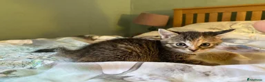 Tabby & Ginger Girl