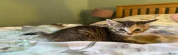 Domestic Shorthair cats for sale: Beautiful Domestic Shorthair Kittens - Advert 7