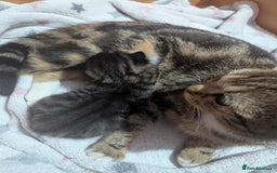 Mixed Breed cats for sale: Tabby girl kitten  - Image 2
