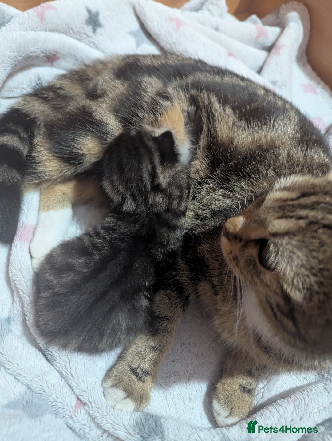 Mixed Breed cats for sale: Tabby girl kitten  - Image 2